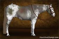 Horse Color:White Spotted Smoky Black Blanket 