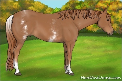 Horse Color:White Spotted Chestnut 