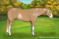 Horse Color:White Spotted Chestnut Splash 