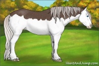 Horse Color:Silver Black Splash