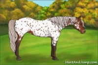 Horse Color:Silver Bay Near Leopard 