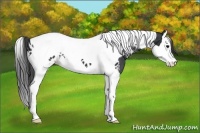 Horse Color:Black Splash Tobiano Near Leopard 