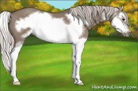 Horse Color:Silver Grullo Splash Frame 