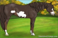 Horse Color:Liver Chestnut Frame 