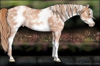 Horse Color:White Spotted Gold Champagne Frame Rabicano