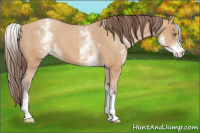 Horse Color:White Spotted Amber Champagne Tobiano Blanket 