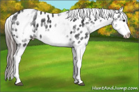 Horse Color:White Spotted Blue Roan Splash Frame Appaloosa