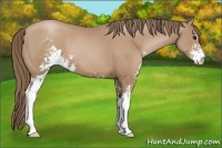 Horse Color:Black Pearl Sabino 
