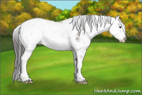 Horse Color:Bay Sabino Varnish 
