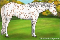 Horse Color:Silver Bay Tobiano Appaloosa 