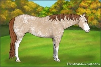 Horse Color:Red Dun Ice Sabino 