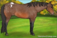 Horse Color:Bay Appaloosa