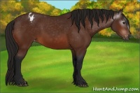 Horse Color:Gray Bay Varnish 
