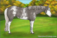 Horse Color:White Spotted Silver Black Splash