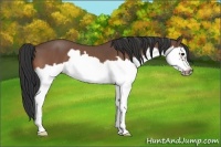 Horse Color:Bay Roan Splash Frame 