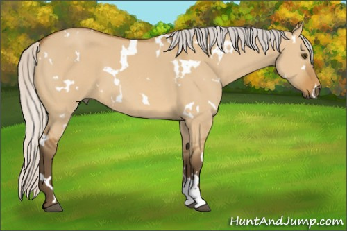 Horse Color:White Spotted Silver Buckskin Dun 