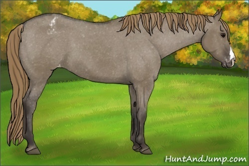 Horse Color:Smoky Grullo Appaloosa 