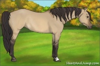 Horse Color:Buckskin Dun Rabicano 