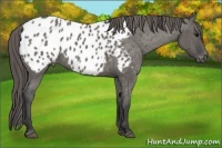 Horse Color:Grullo Near Leopard 