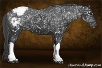 Horse Color:Black Ice Snowcap 