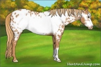 Horse Color:Chestnut Frame Appaloosa 