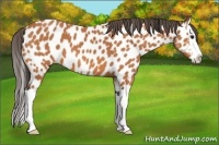 Horse Color:Bay Splash Near Leopard 