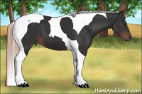 Horse Color:Liver Chestnut Tobiano 