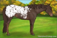 Horse Color:Liver Chestnut Appaloosa 