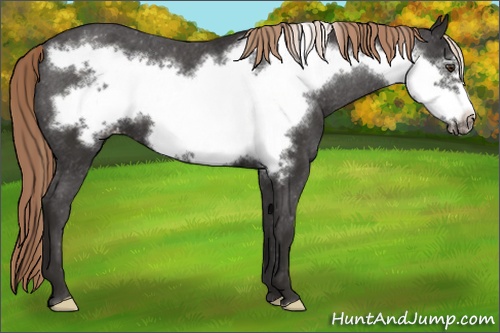 Horse Color: Liver Chestnut Frame Blanket 