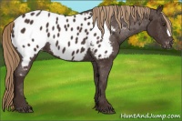 Horse Color:Liver Chestnut Appaloosa 
