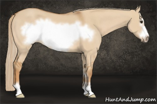 Horse Color: Red Dun Sabino Frame 