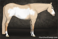 Horse Color:Red Dun Sabino Frame 