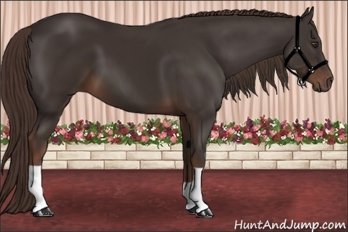 Horse Color:Liver Chestnut