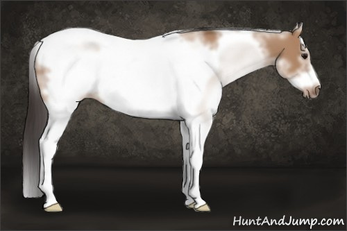 Horse Color: White Spotted Bay Dun Splash Tobiano Frame 