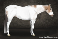 Horse Color:White Spotted Bay Dun Splash Tobiano Frame 
