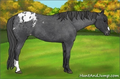 Horse Color:Blue Roan Appaloosa 