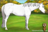 Horse Color:White Spotted Blue Roan Splash Frame Appaloosa 