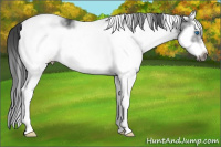Horse Color:White Spotted Blue Roan Splash Frame Varnish