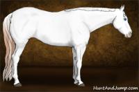 Horse Color:White Spotted Blue Roan Splash Frame Appaloosa 