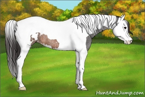 Horse Color: Brown Roan Splash Tobiano Blanket 