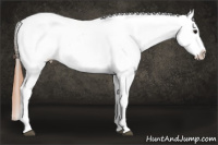 Horse Color:Grullo Roan Near Leopard 