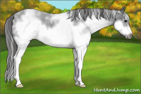 Horse Color:White Spotted Blue Roan Splash Frame Varnish 