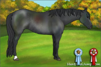 Horse Color:Black Rabicano 