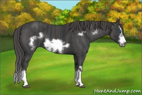 Horse Color:Black Splash Frame Brindle