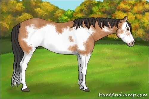 Horse Color:Bay Splash Frame Brindle