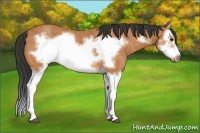Horse Color:Bay Splash Frame  Brindle
