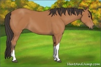 Horse Color:Bay 