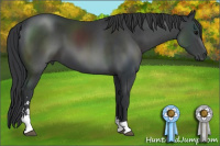 Horse Color:Black Sabino 