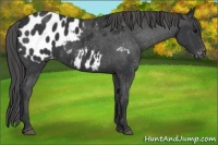 Horse Color:Black Appaloosa