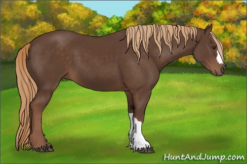 Horse Color: Liver Chestnut 